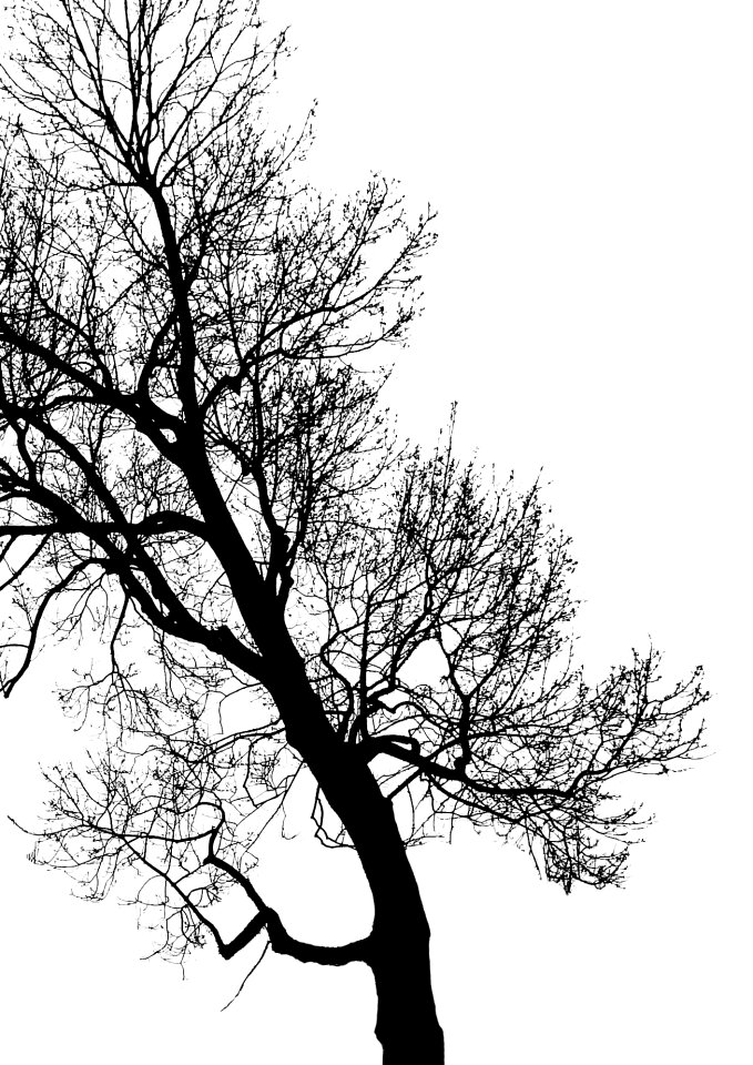 Foliage contrast winter