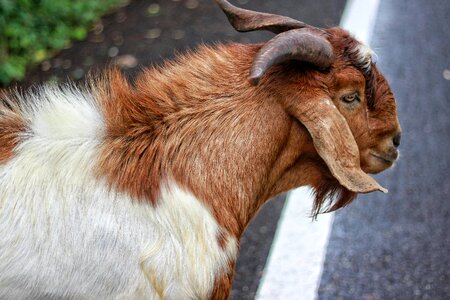 Goat flirt livestock