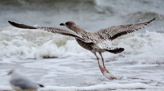 Nature sea animal