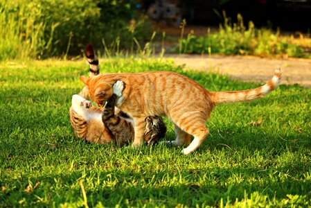 Mackerel tiger cat red mackerel tabby