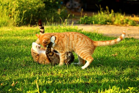 Mackerel tiger cat red mackerel tabby photo