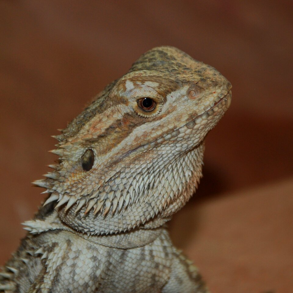 Head reptile zoo photo