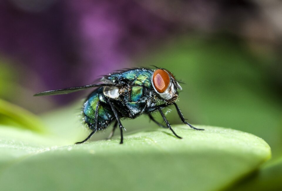 Insect macro wings