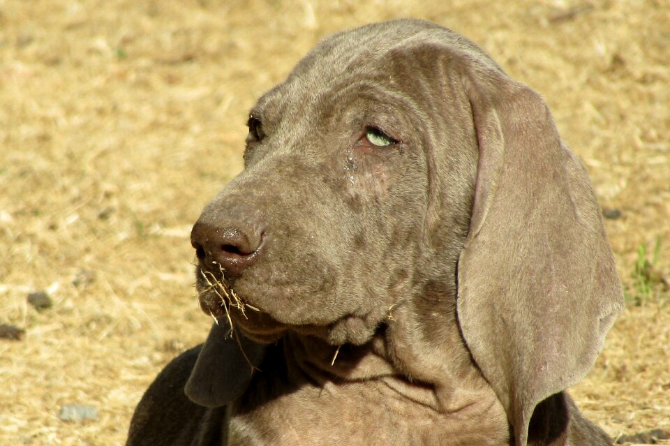 Animal domestic animal beige