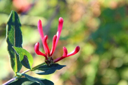 Bloom red lonicera xylosteum