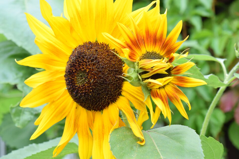 Flowers sunflower plant