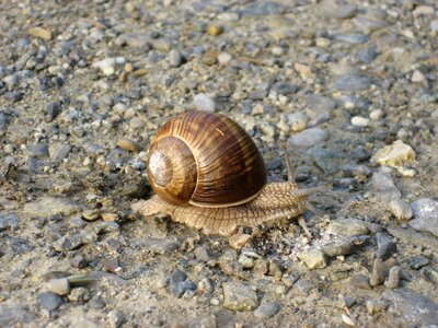 Slowly animal shell