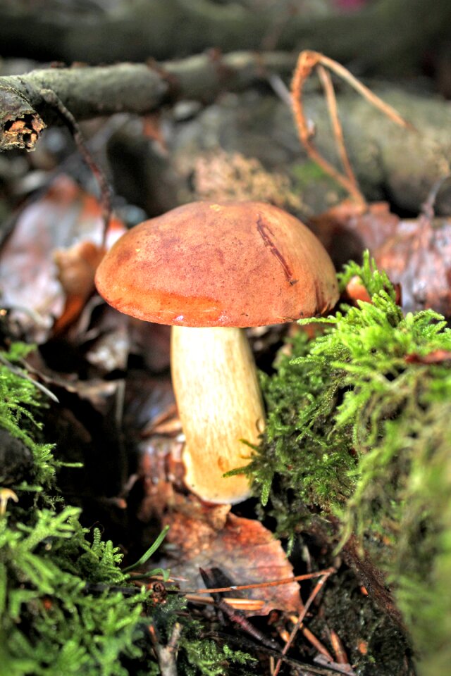 Forest autumn mushroom