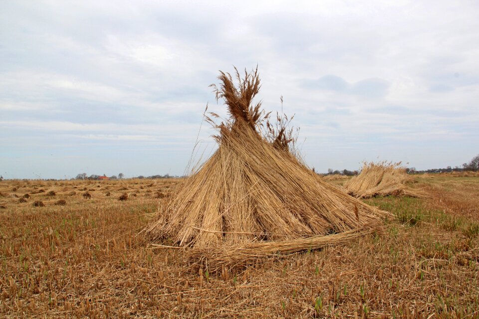 Nature landscape reed