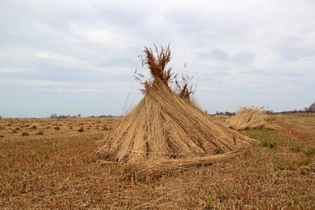 Nature landscape reed