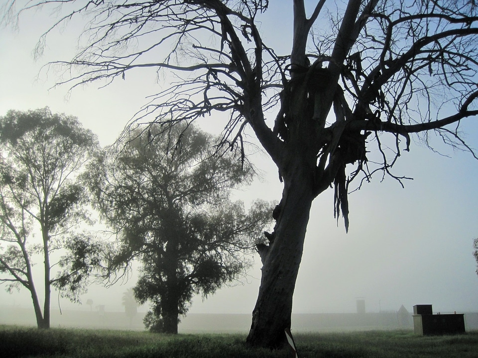 Birch environment ecology