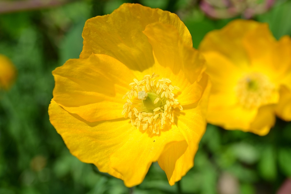 Roadside flower close-up