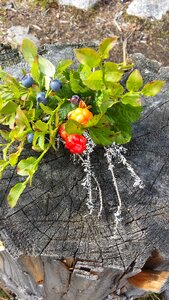 Berry summer swedish blueberry
