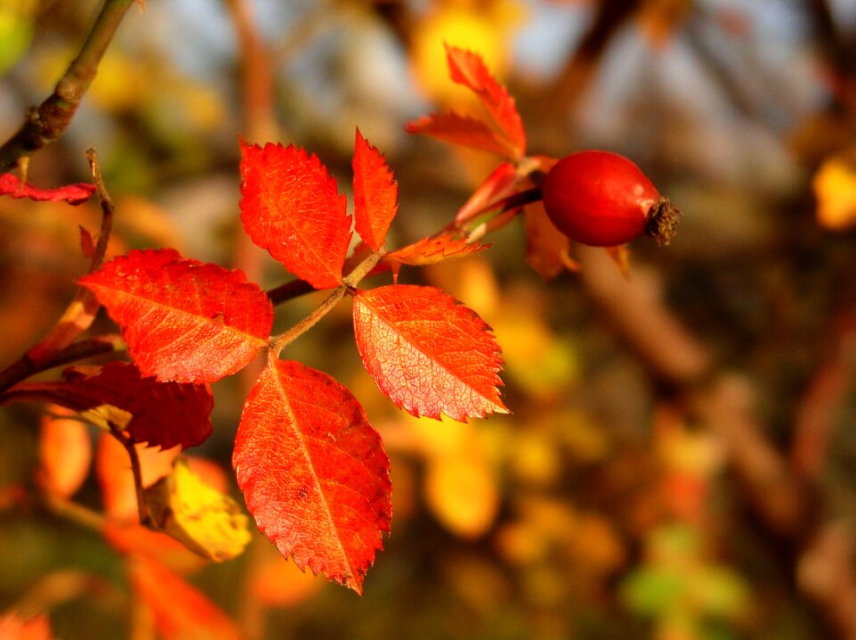 Bush rose hips branch