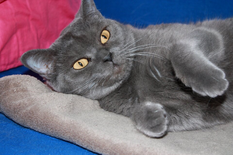 Cat british short hair breed cat