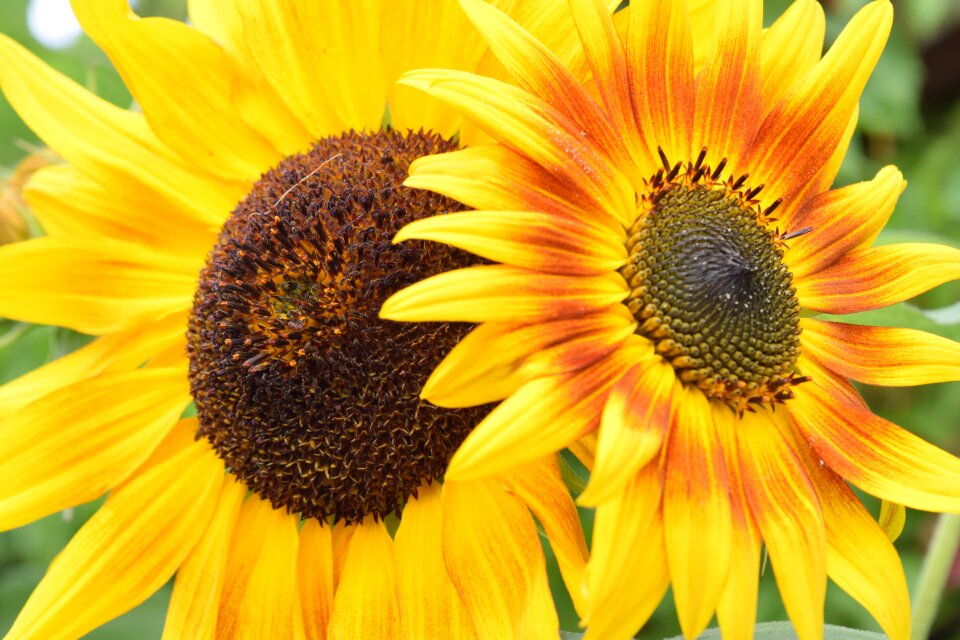 Sunflower flowers summer