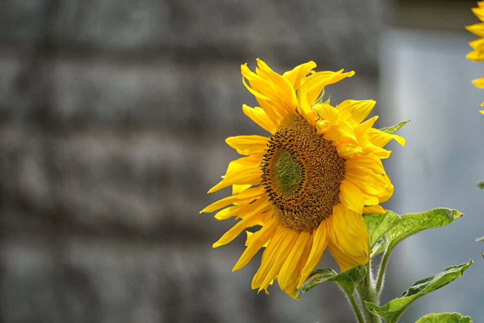 Yellow nature big flower