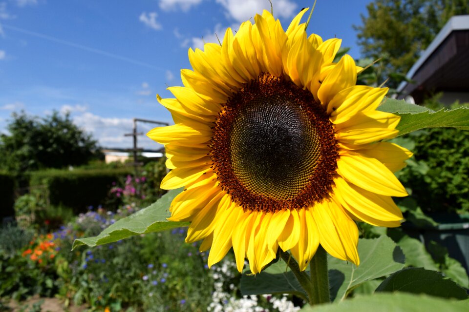 Bloom plant garden