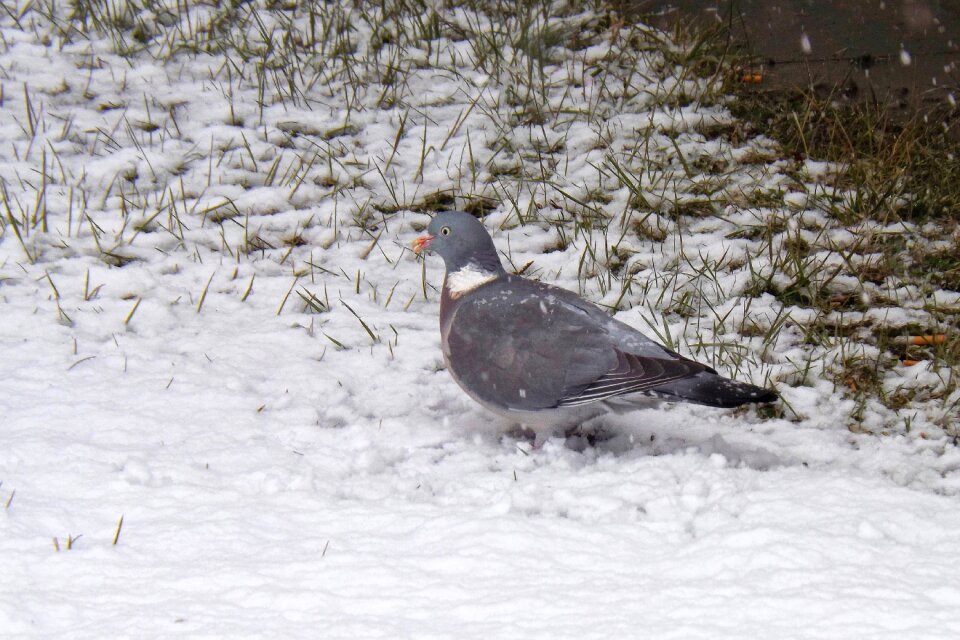 Winter standing feather photo