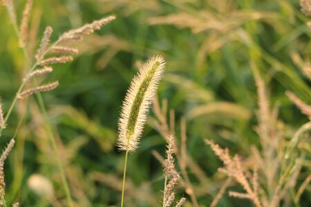 Setaria viridis plush grass cashmere wool-grass