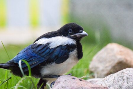 Magpie baby bird alone