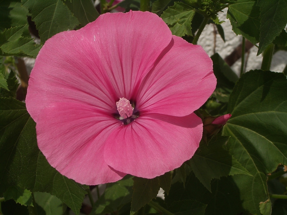 Flower pink flower plant