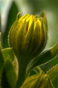 Plant yellow detail of
