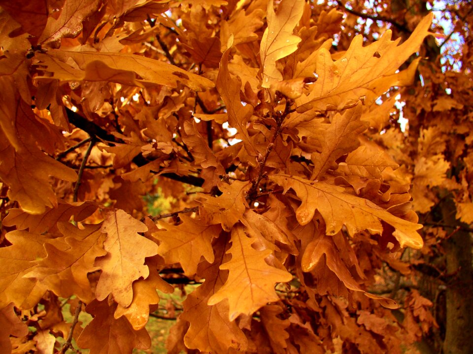 Autumn oak leaves autumn leaves