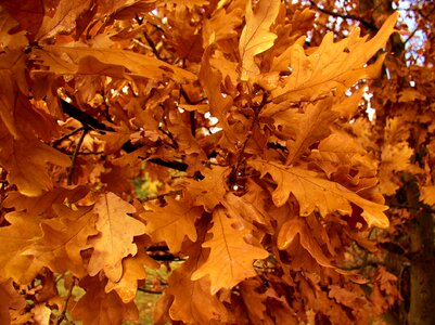 Autumn oak leaves autumn leaves photo