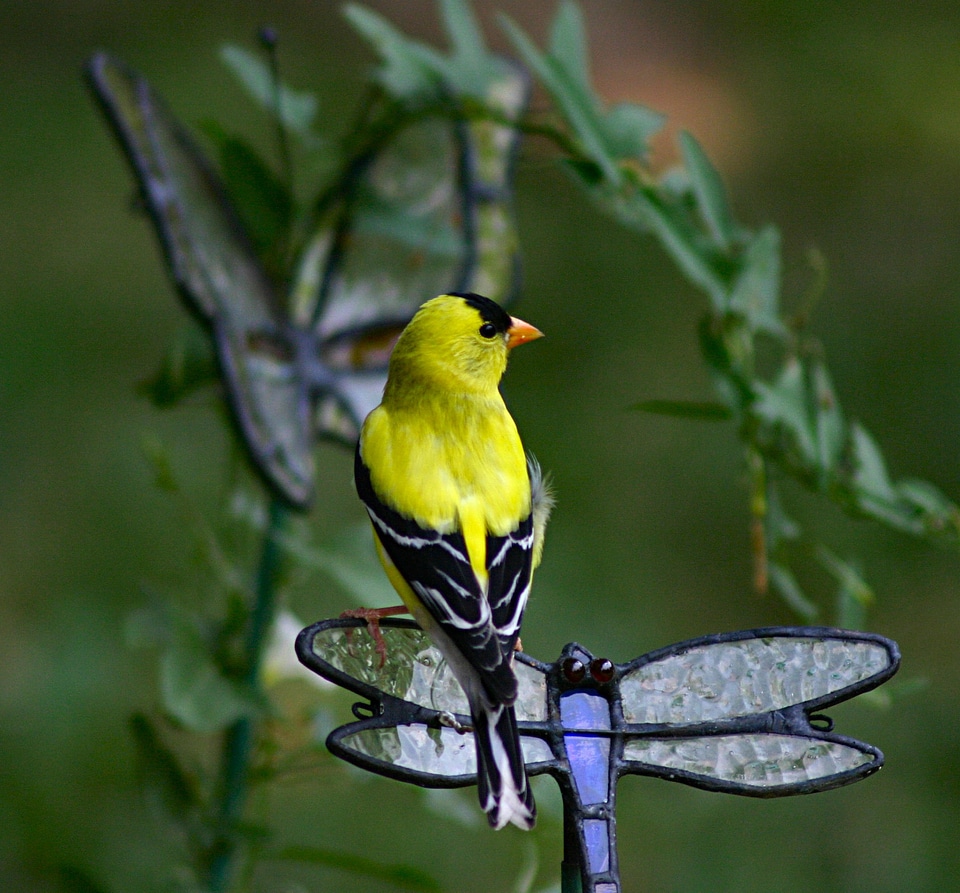 Wildlife animal nature