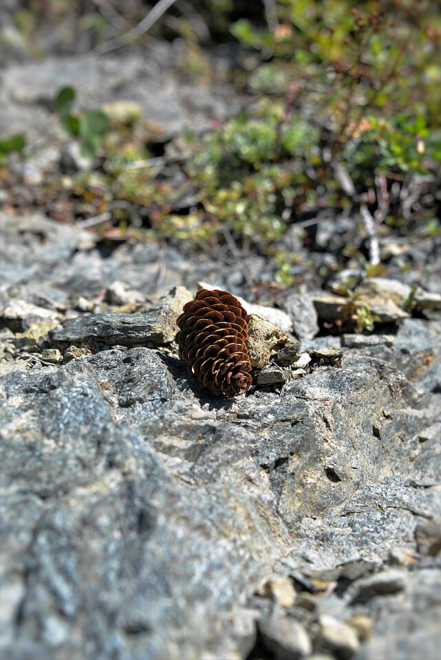 Stones close up nature
