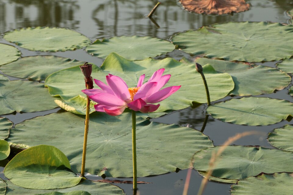 Lotus he tang Free photos