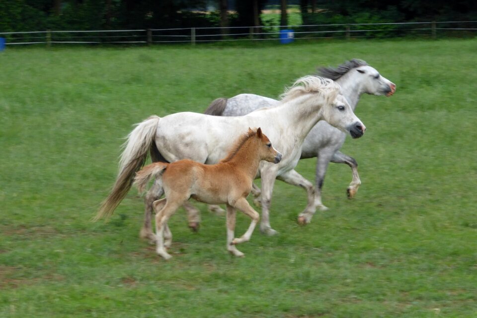 Welsh ponies family herd