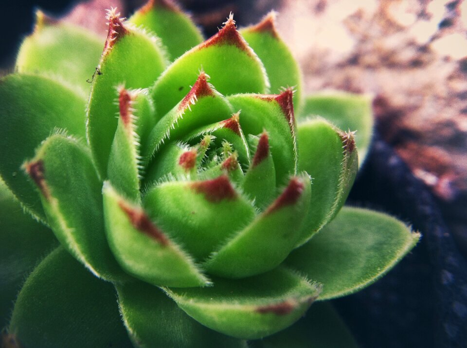 Flower plant garden