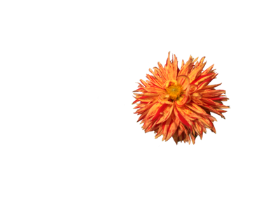 Isolated orange