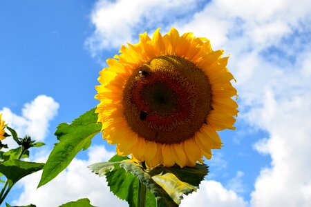 Blue clouds yellow photo