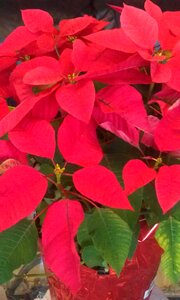 Red christmas