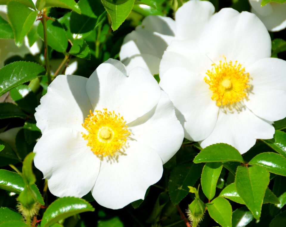 Georgia usa flower