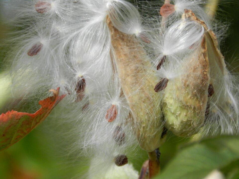 Growing gardening season