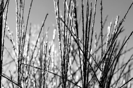 Blade of grass garden close up