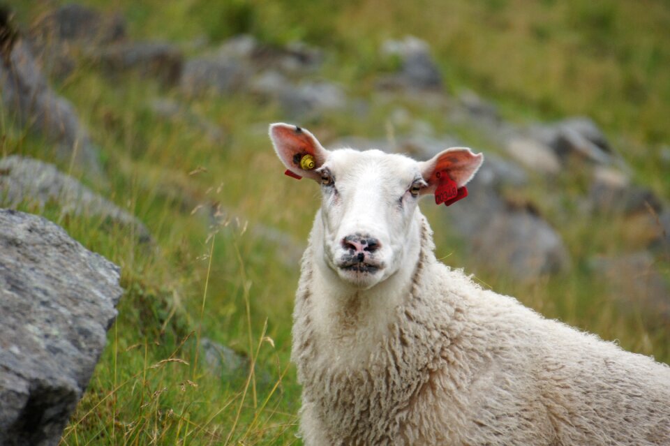 Norway animal husbandry wool