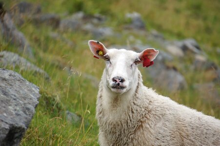 Norway animal husbandry wool