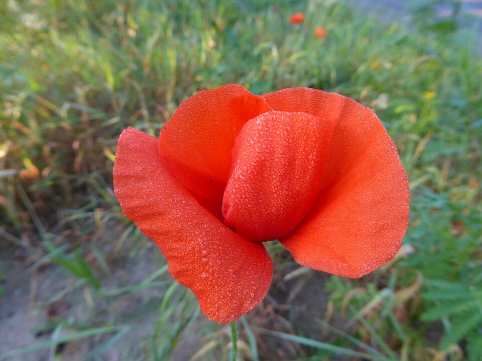 Flower nature summer