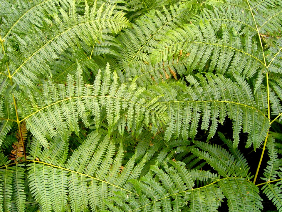 Structure forest nature