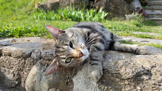 Cat puppy kitten photo