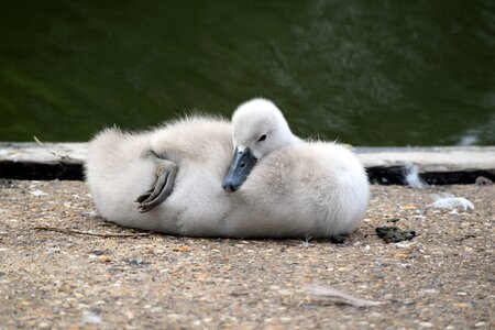 Young signet wildlife