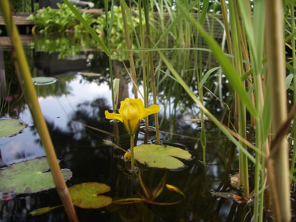 Marsh plant aquatic plant garden pond