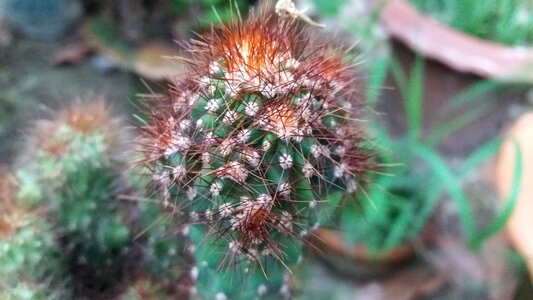 Cactus plant garden cactus garden photo