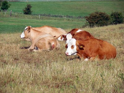Graze pasture cattle breeding photo