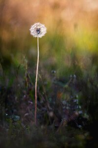 Plant spring pointed flower